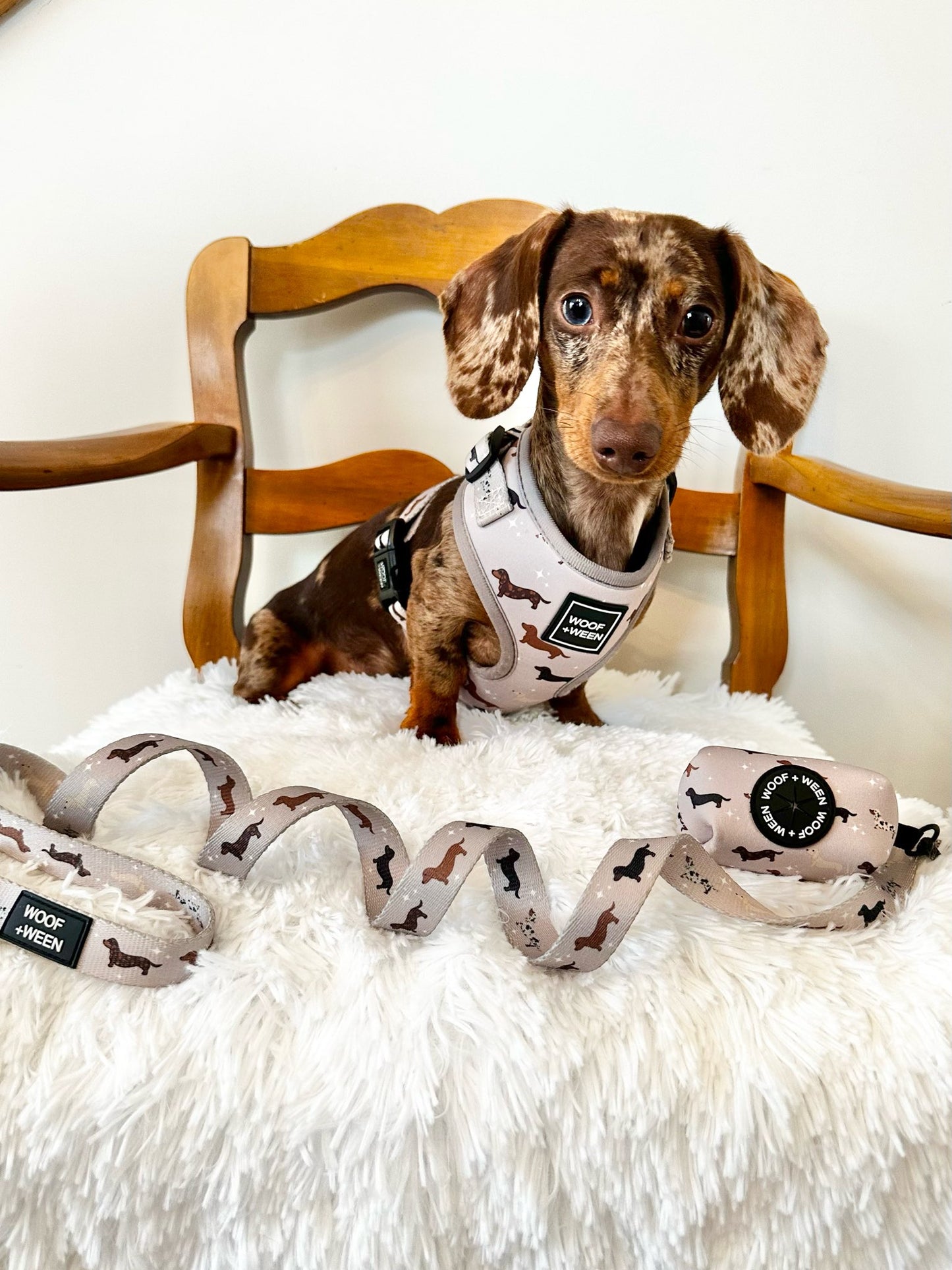 Dachshund Blanket - WHIMSICAL WEENS