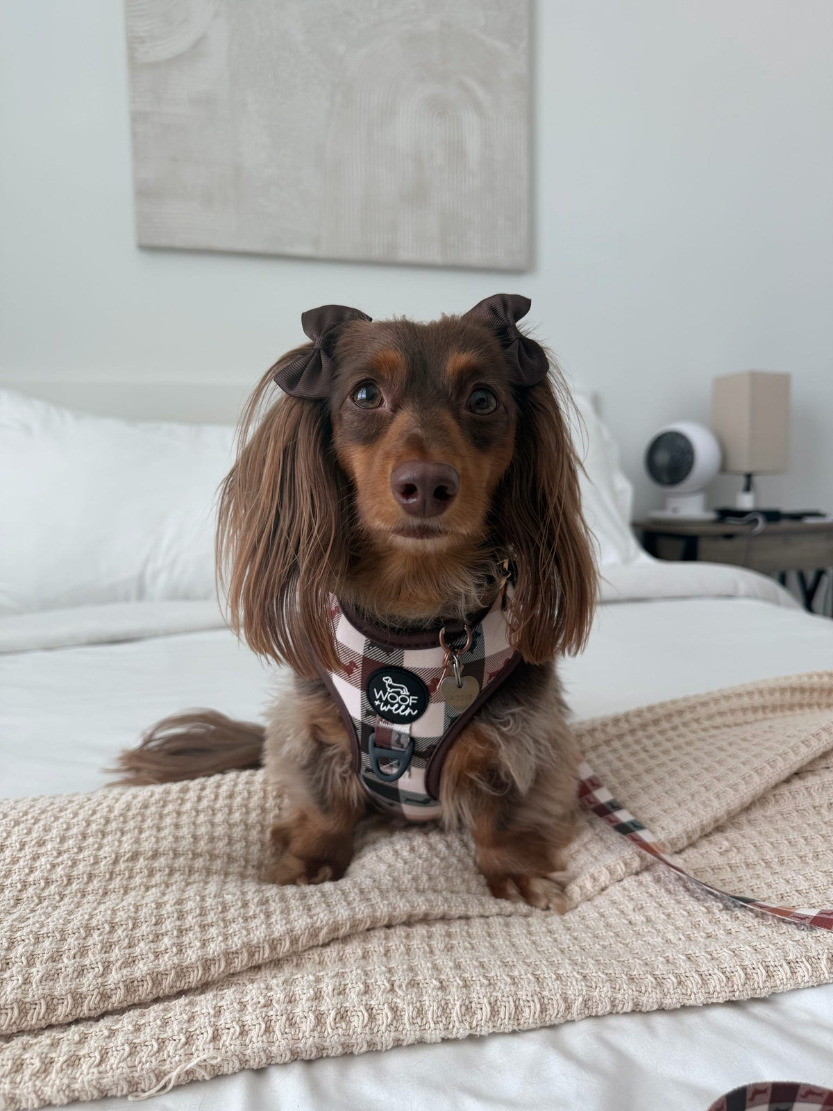 Adjustable Dachshund Harness - DOXIE PLAID