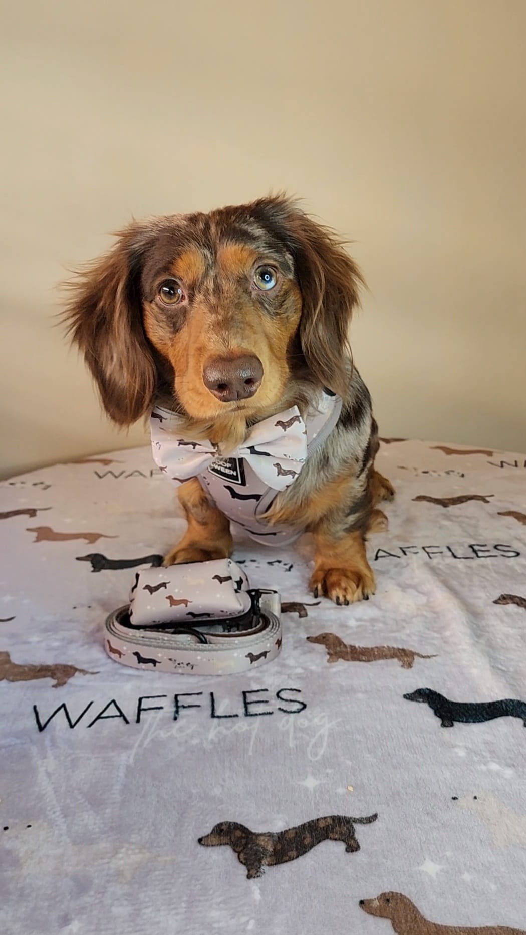 Dachshund Blanket - WHIMSICAL WEENS