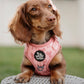Adjustable Dog Harness - PINK COQUETTE