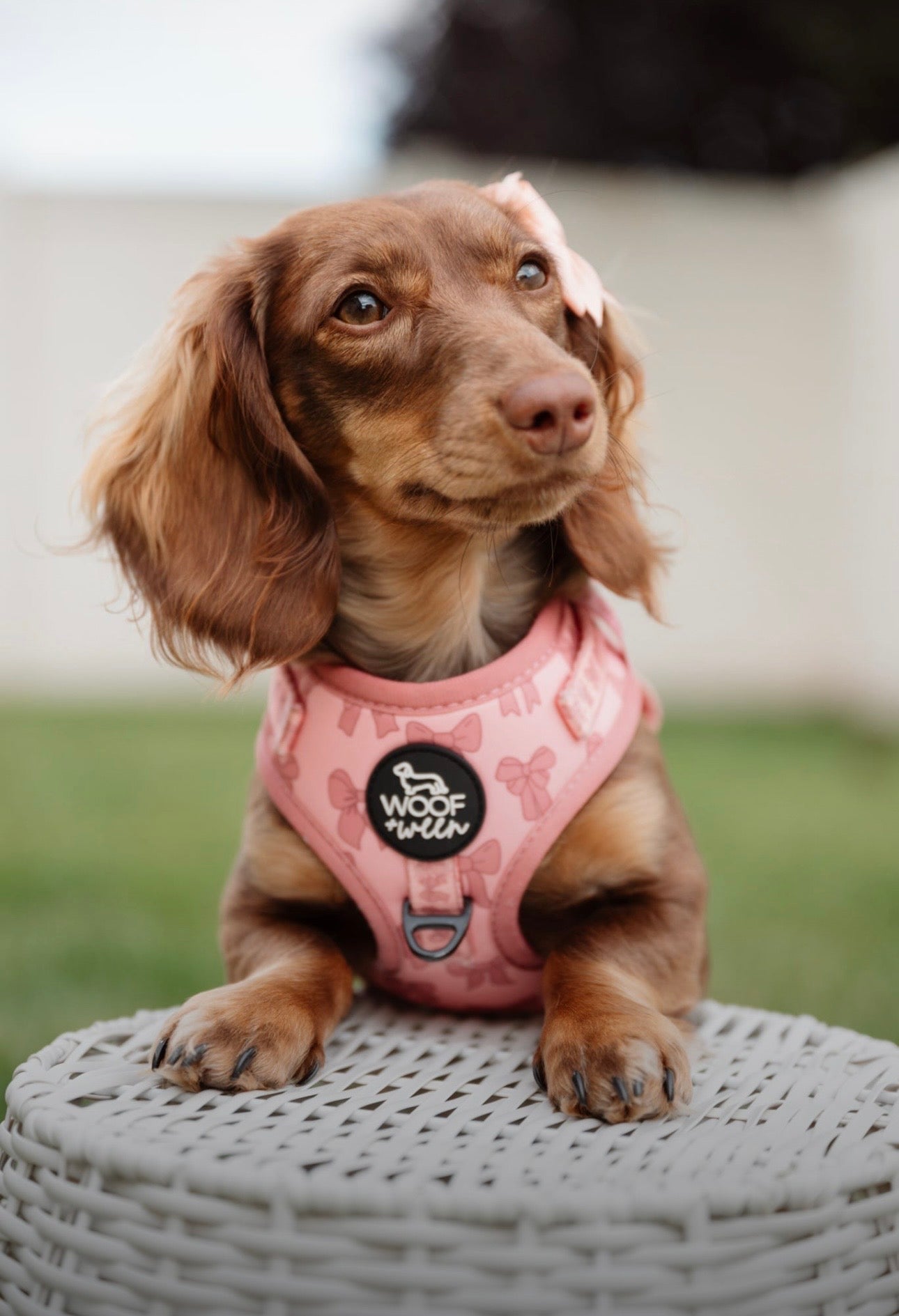 Adjustable Dog Harness - PINK COQUETTE