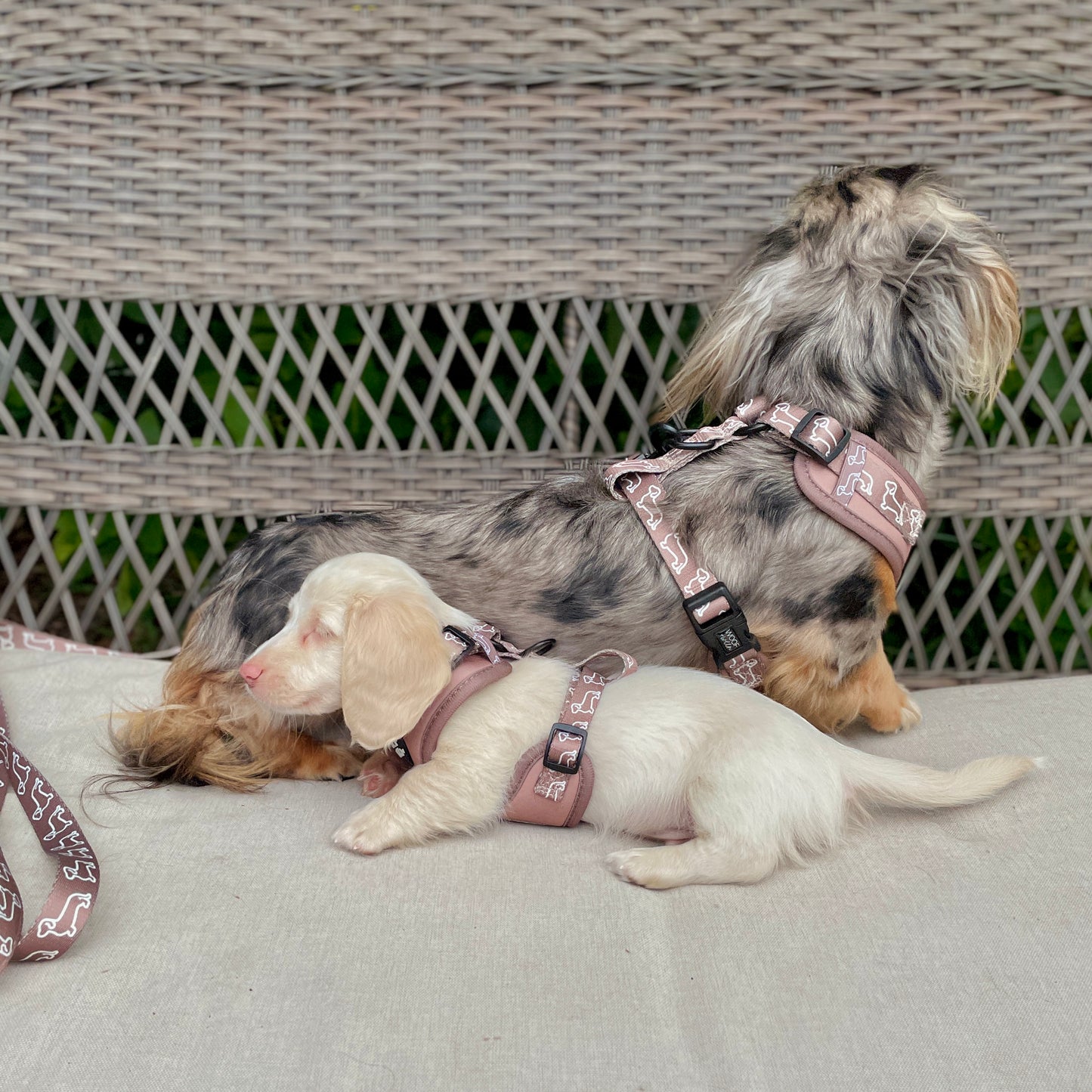 5-piece bundle - CAMEL DOXIES