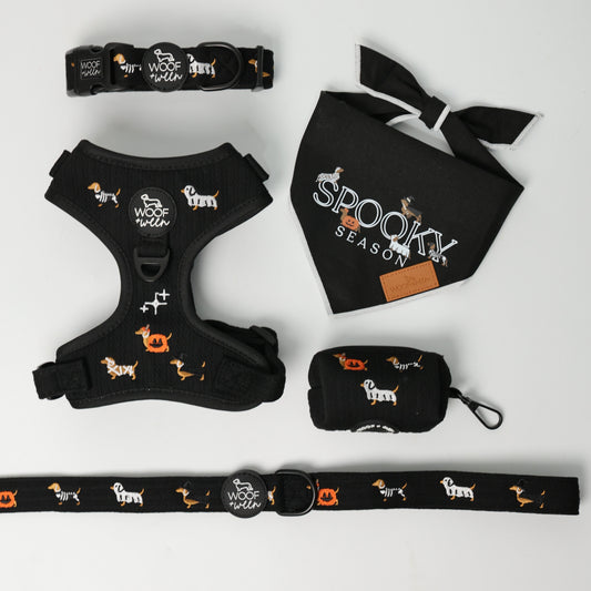Halloweenie Doxies dachshund Halloween harness and collar lifestyle photo