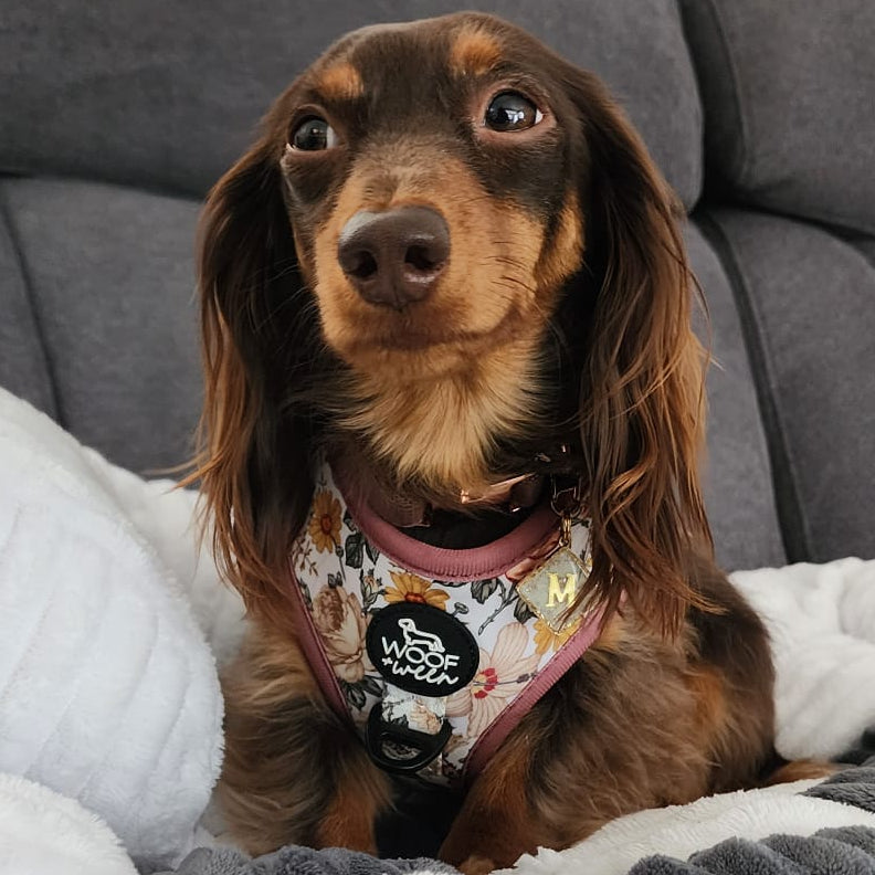 FLOWER FIELDS HARNESS ON DACHSHUND 