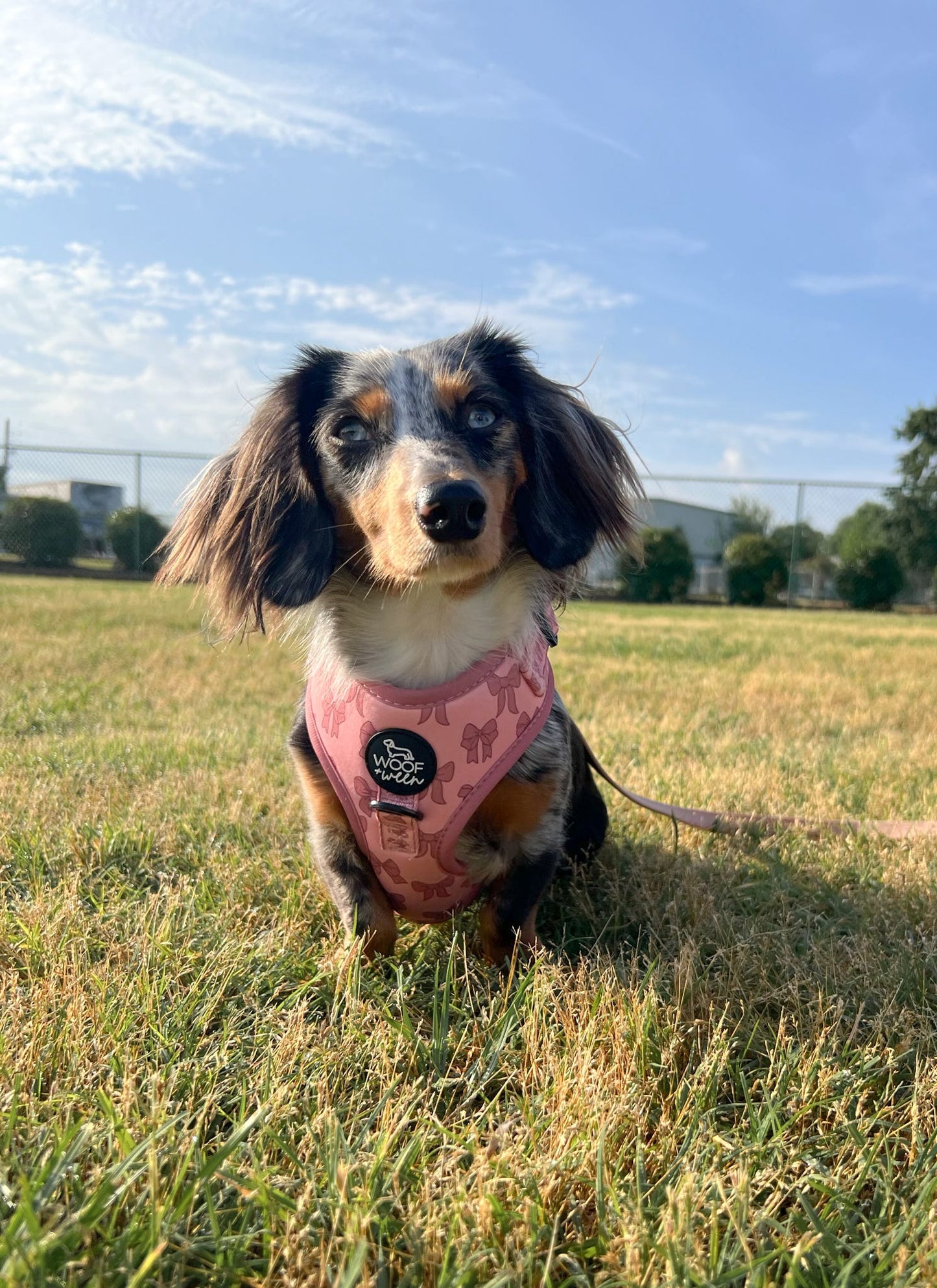 Adjustable Dog Harness - PINK COQUETTE
