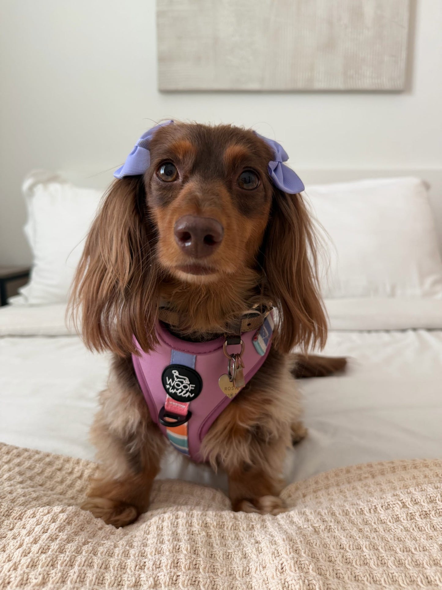 Adjustable Dog Harness - SORBET SUNSET