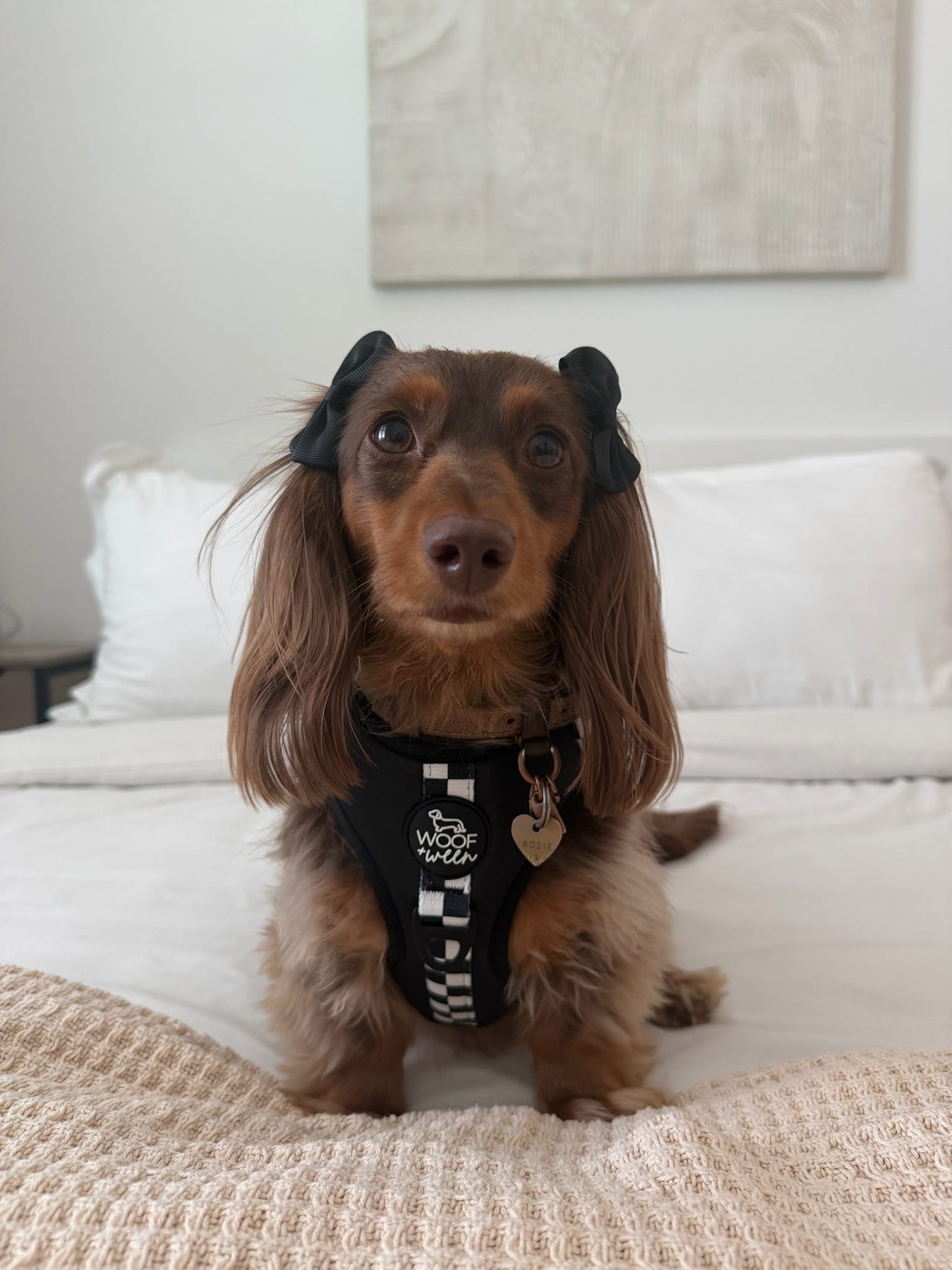 Adjustable Dog Harness - BLACK CHECKERED