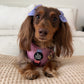 Adjustable Dog Harness - SORBET SUNSET
