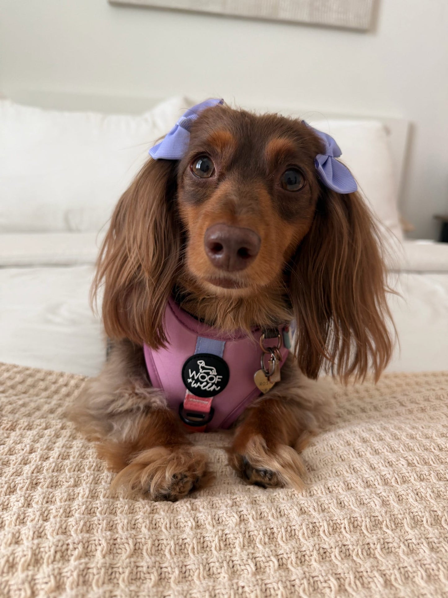 Adjustable Dog Harness - SORBET SUNSET
