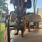 Adjustable Dog Harness - DUCK CAMO