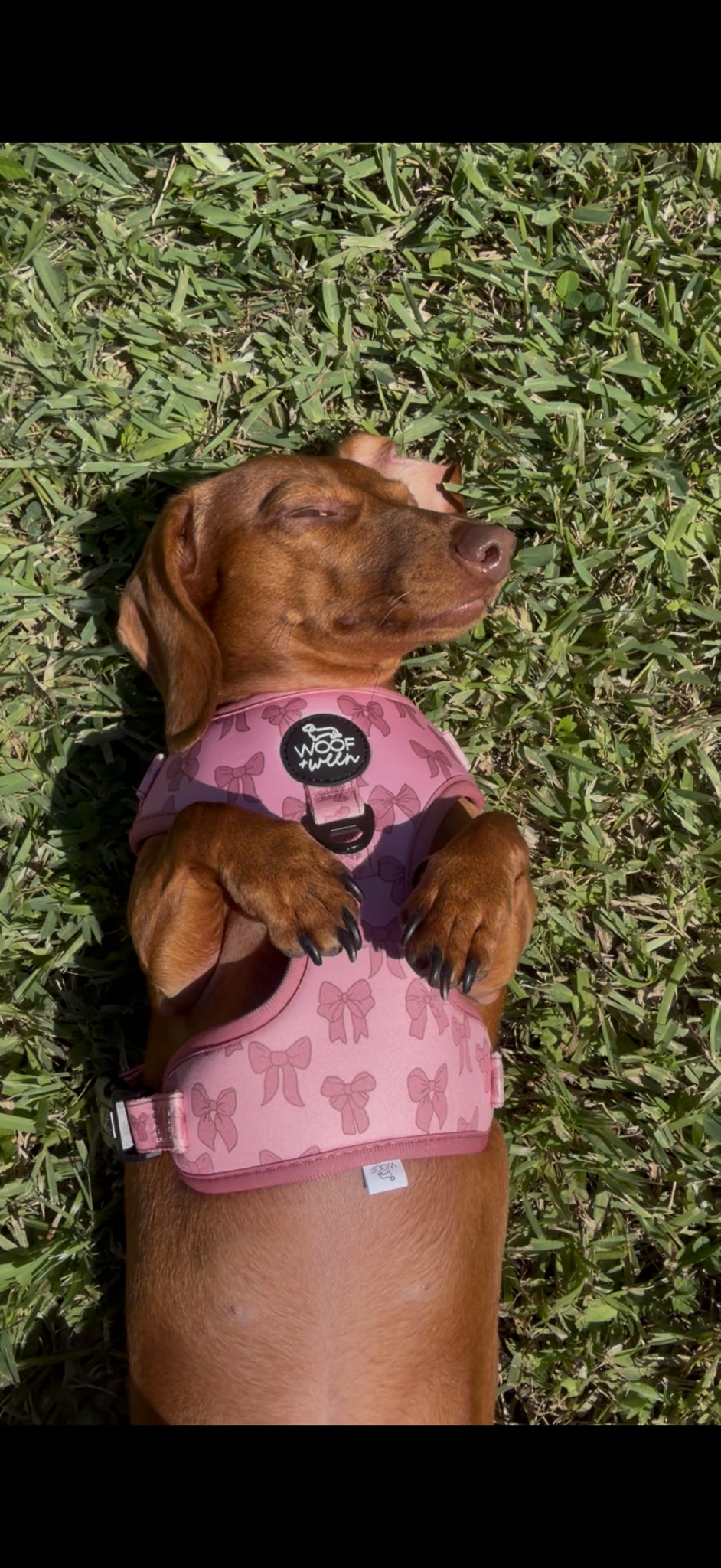 Adjustable Dog Harness - PINK COQUETTE
