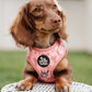 Adjustable Dog Harness - PINK COQUETTE