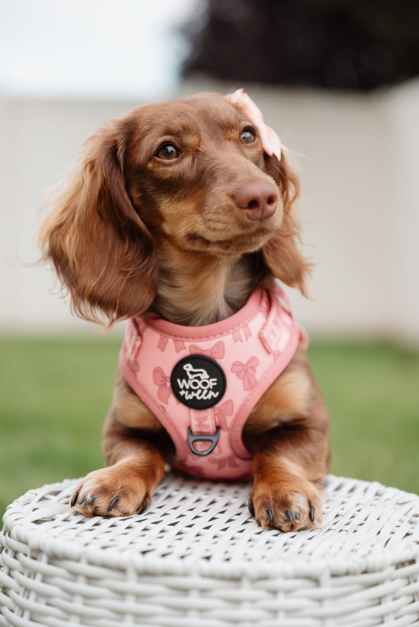 Adjustable Dog Harness - PINK COQUETTE