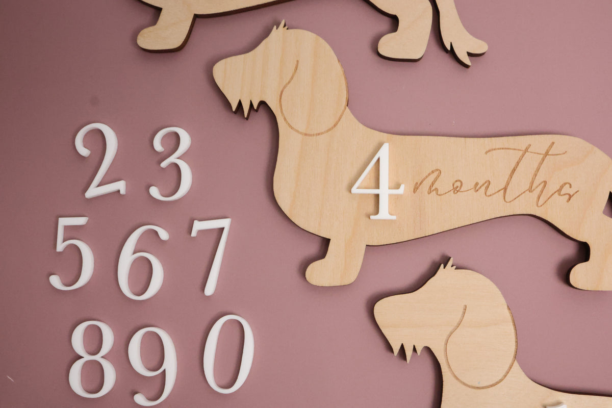 Dachshund Baby Wooden Monthly Milestone - Wire Hair Doxie