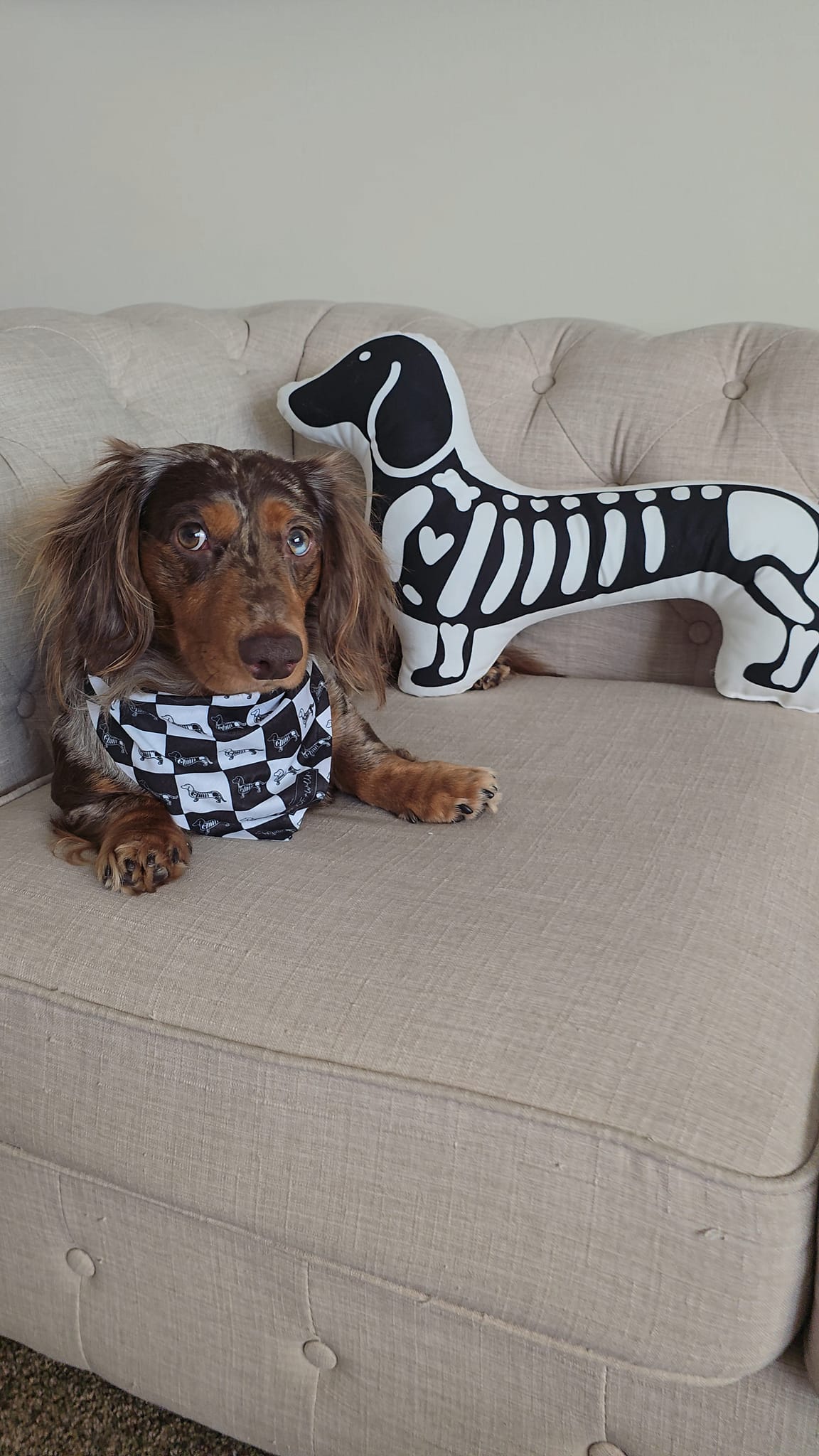 Dachshund Pillow - HALLOWEENIE