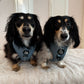 Adjustable Dachshund Harness - Teal Doxies