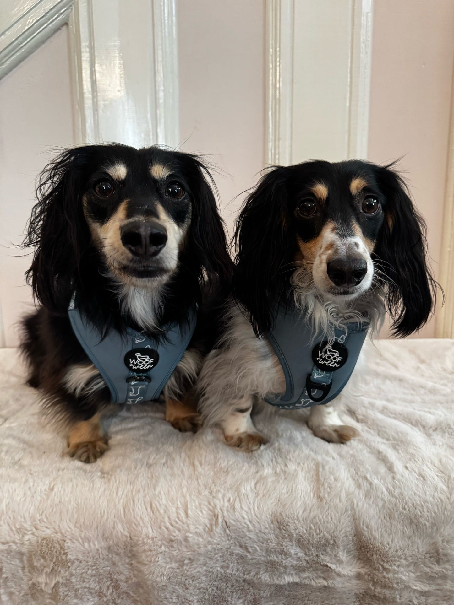 Adjustable Dachshund Harness - Teal Doxies