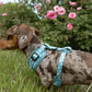 5-piece Bundle - TEAL DOXIES