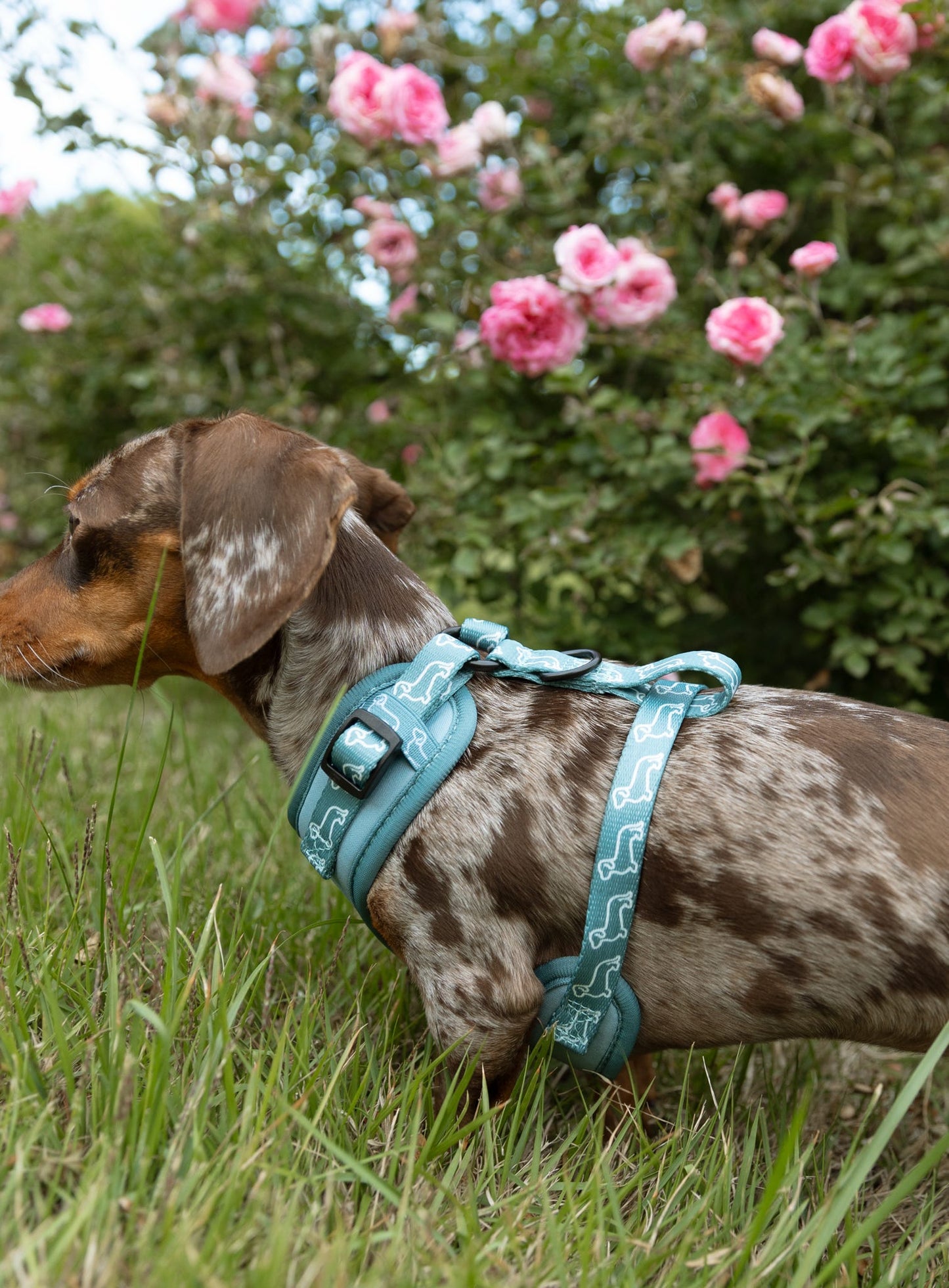 5-piece Bundle - TEAL DOXIES