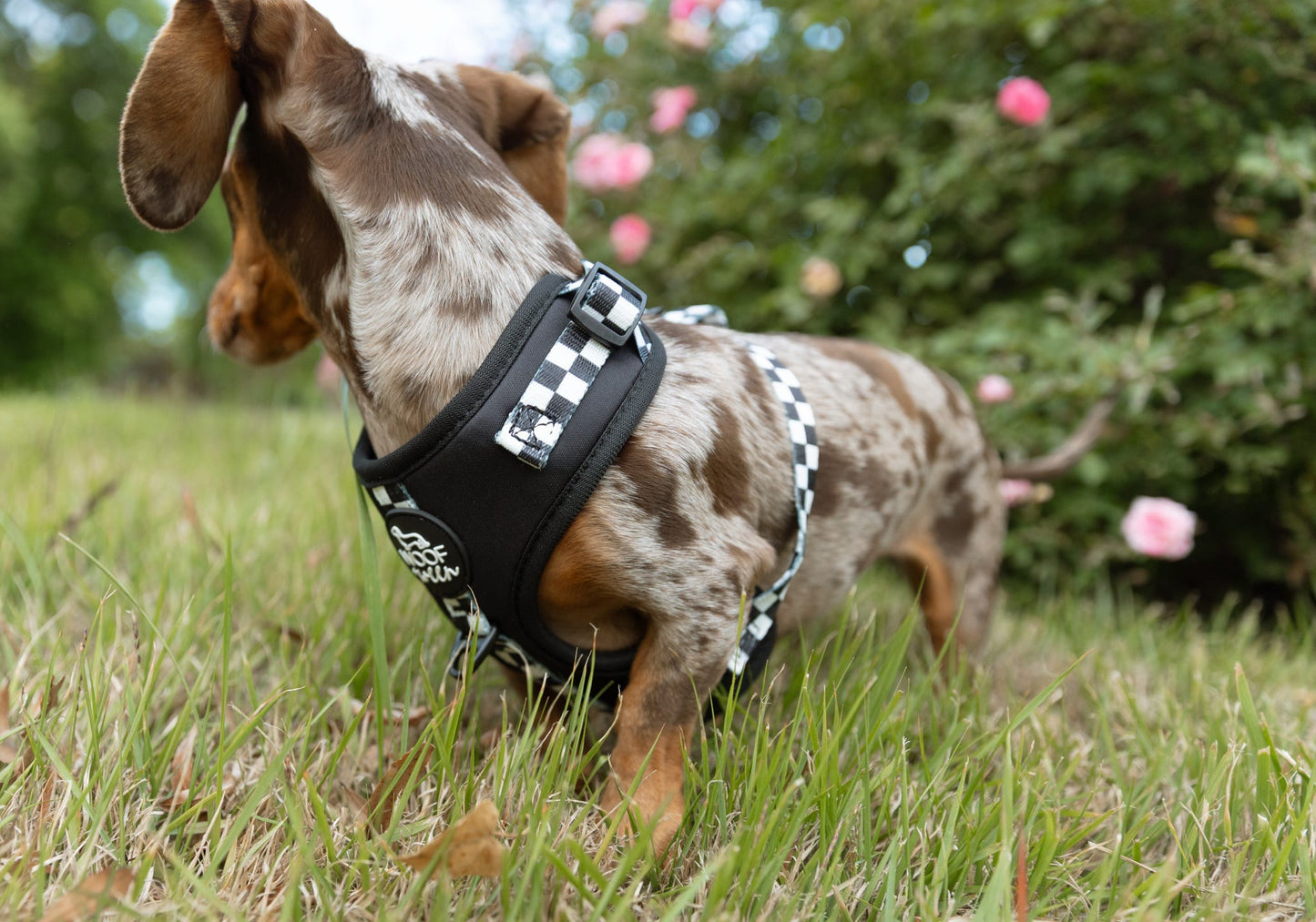 Adjustable Dog Harness - BLACK CHECKERED