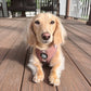 Adjustable Dachshund Harness - Camel Doxies