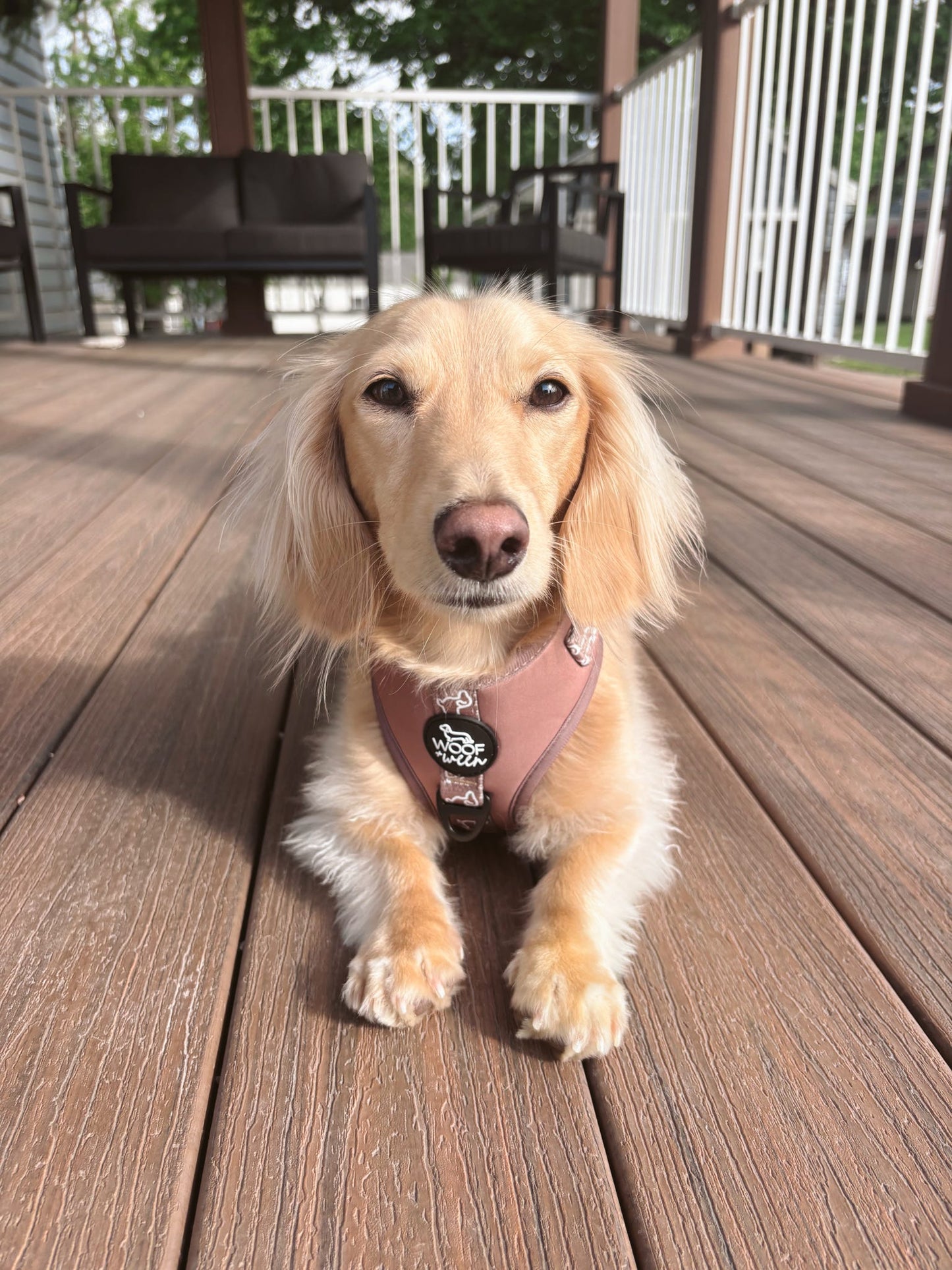 Adjustable Dachshund Harness - Camel Doxies