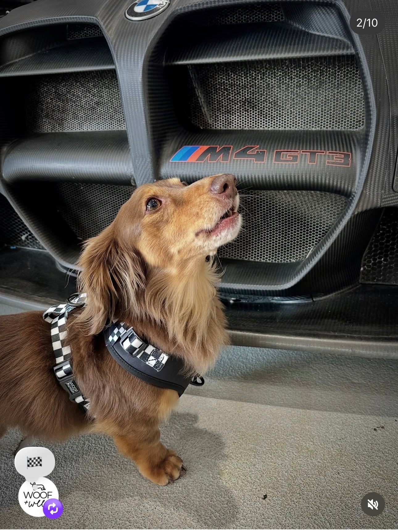 Adjustable Dog Harness - BLACK CHECKERED