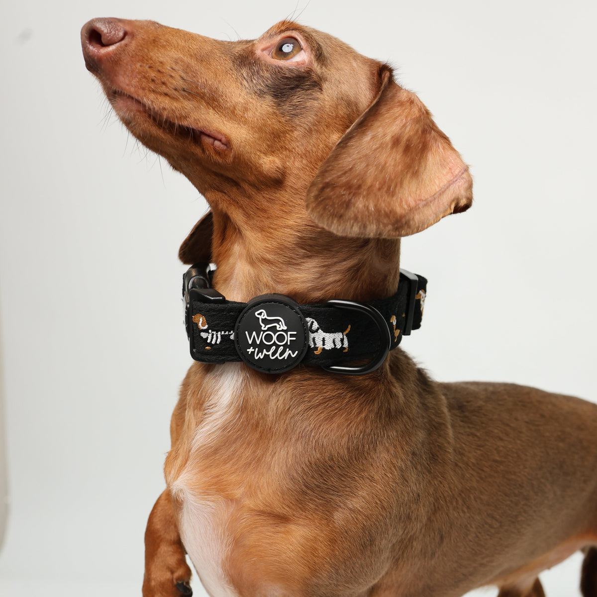 Halloweenie Doxies dachshund Halloween collar close up embroidered doxie detail