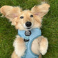 Adjustable Dachshund Harness - Teal Doxies