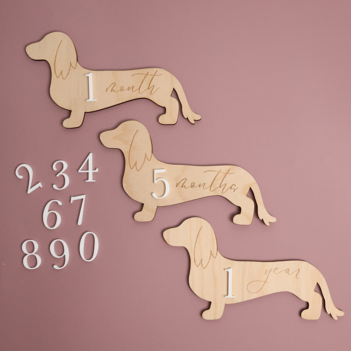 Dachshund Baby Wooden Monthly Milestone - Long Hair Doxie