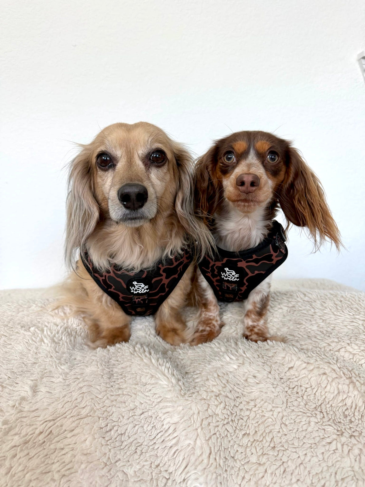 Adjustable Dog Harness - BLACK DUCK CAMO