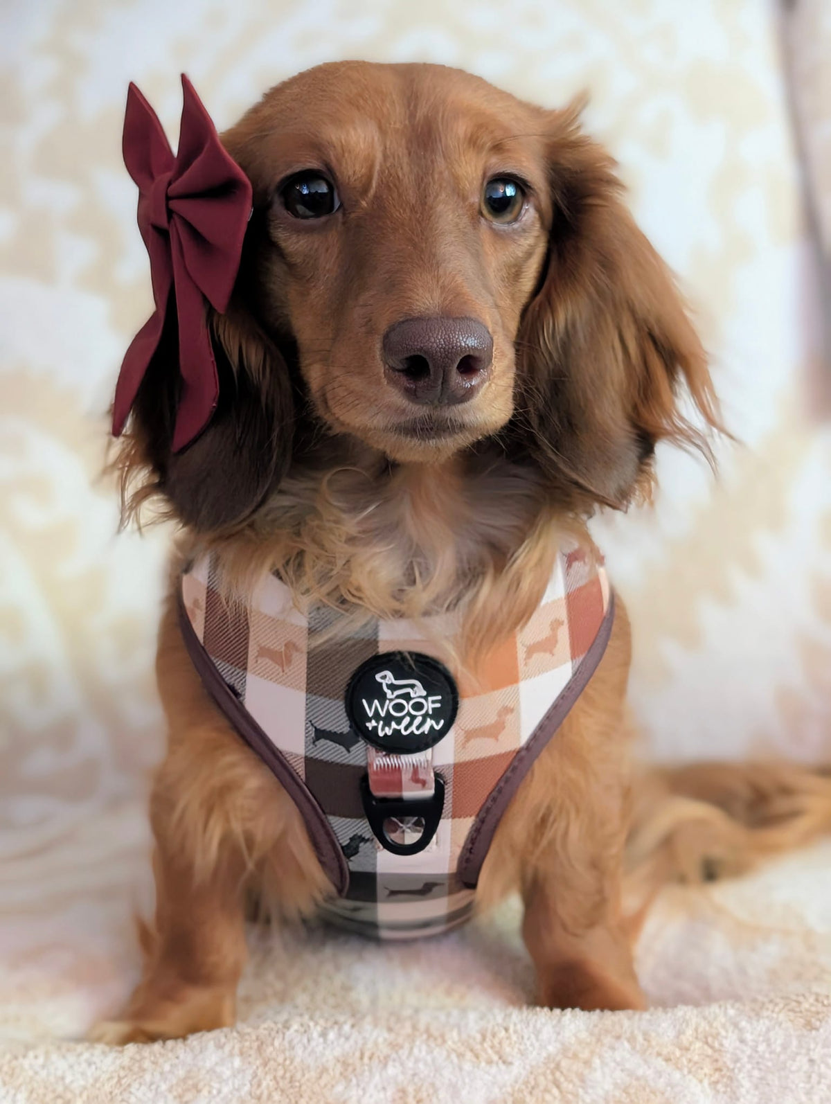Adjustable Dachshund Harness - DOXIE PLAID