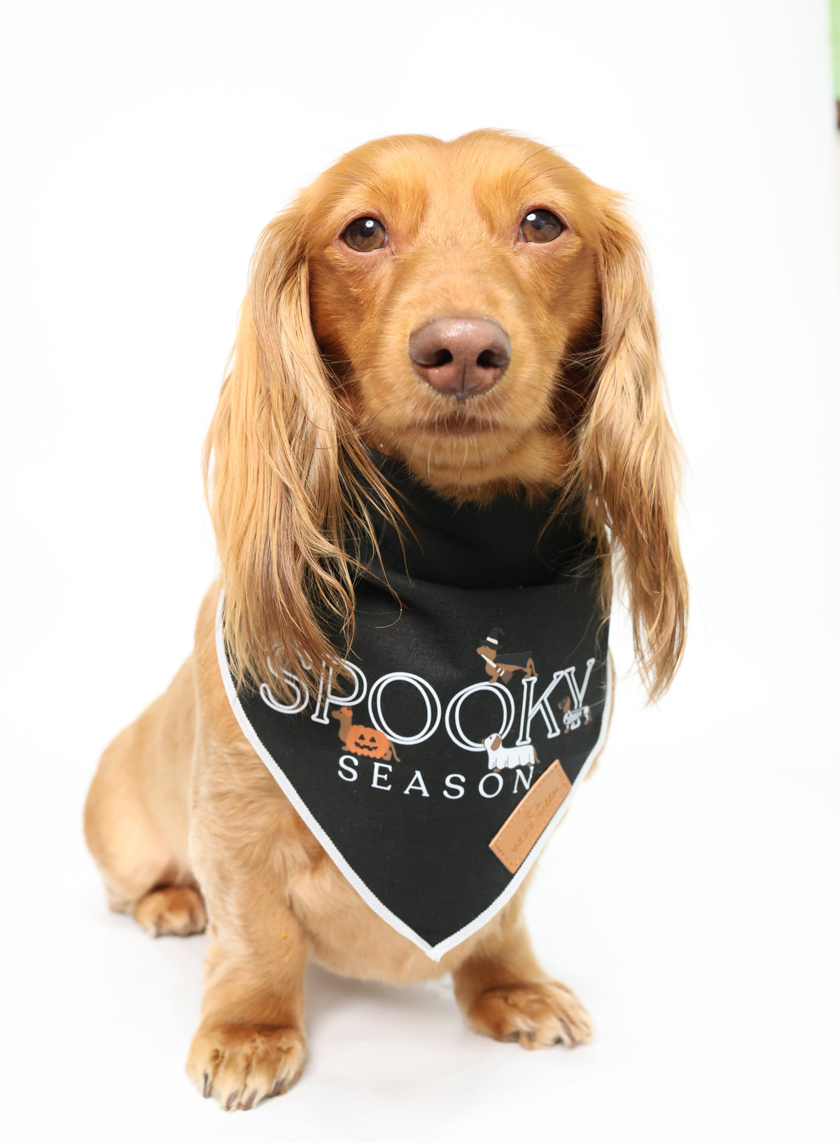 Dachshund Bandana - Doxie Spooky Season