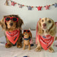 Dachshund Bandana - Red White and Wiener Dogs USA