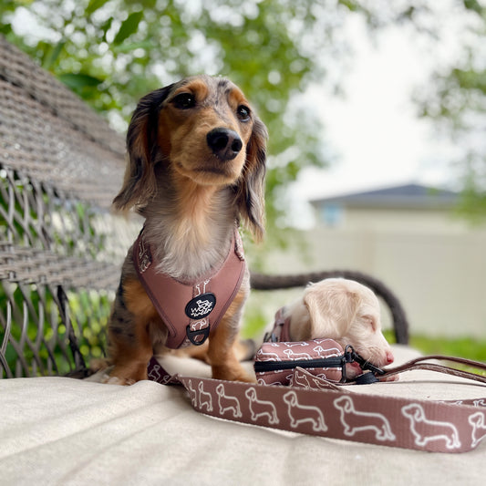 Leash - Camel Doxies