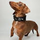Dachshund wearing Halloweenie Doxies black knit embroidered Halloween collar