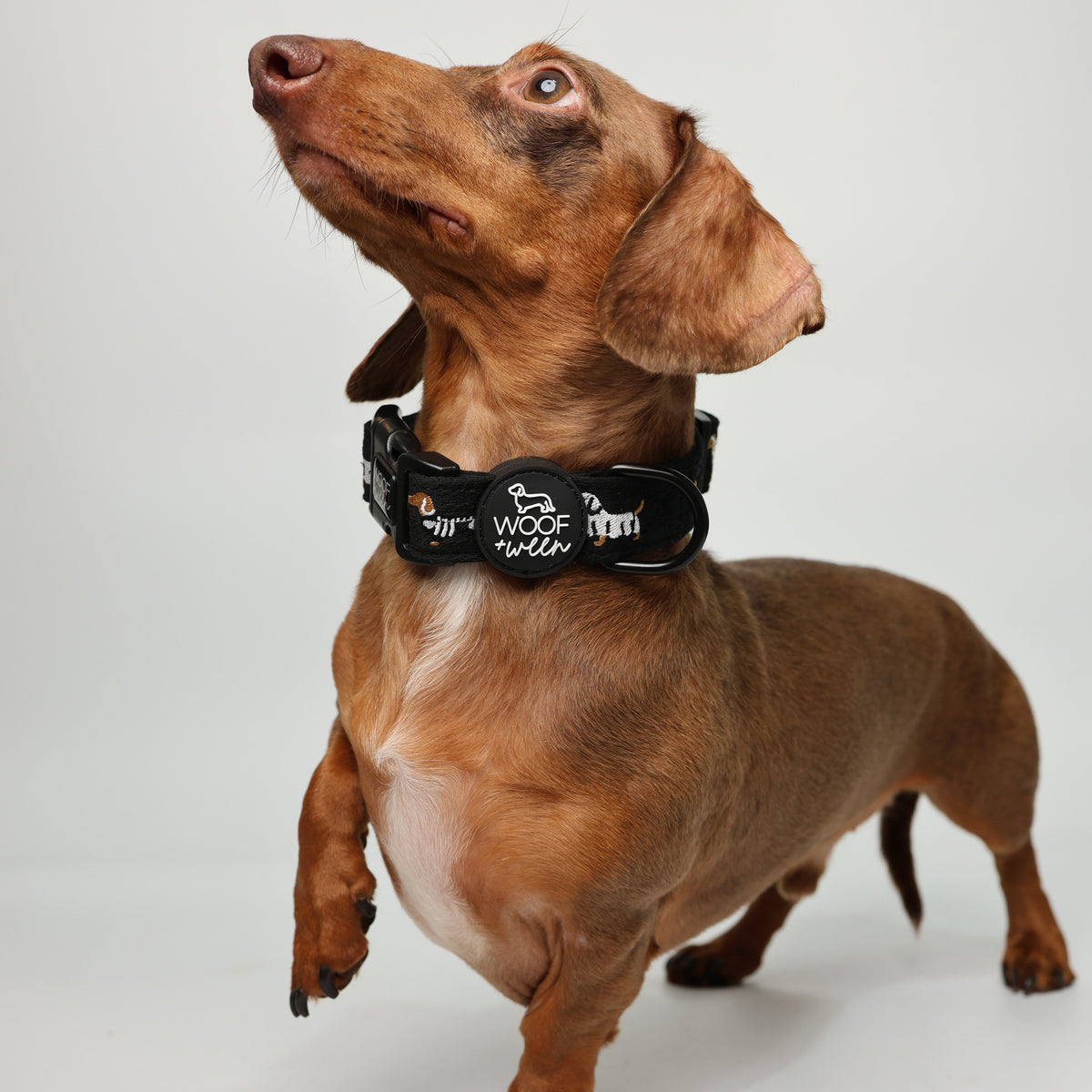 Dachshund wearing Halloweenie Doxies black knit embroidered Halloween collar