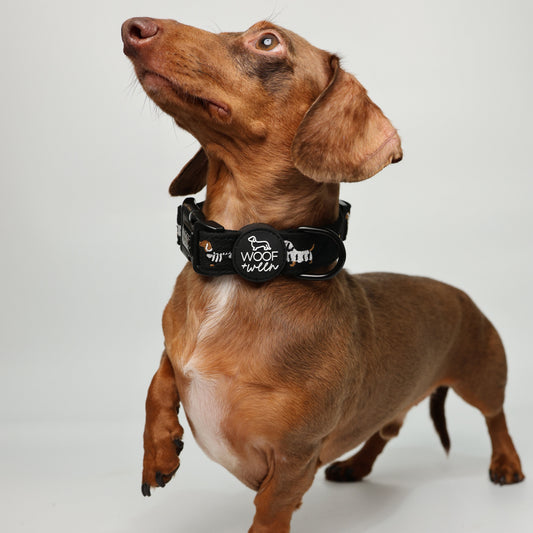 Dachshund wearing Halloweenie Doxies black knit embroidered Halloween collar