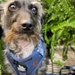 Dachshund Adjustable Harness - I HEART DACHSHUNDS