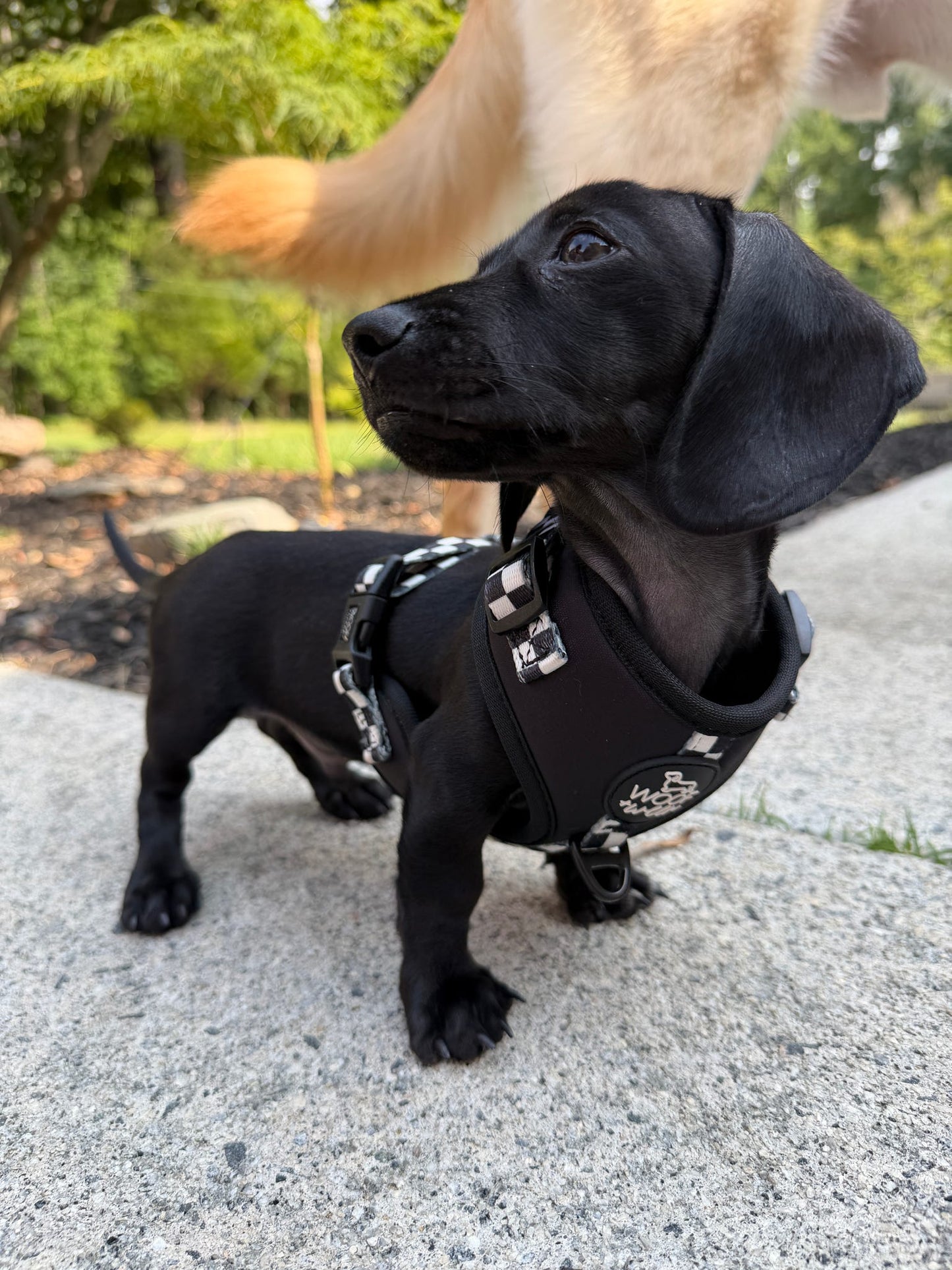 Adjustable Dog Harness - BLACK CHECKERED