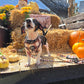 Adjustable Dachshund Harness - DOXIE PLAID