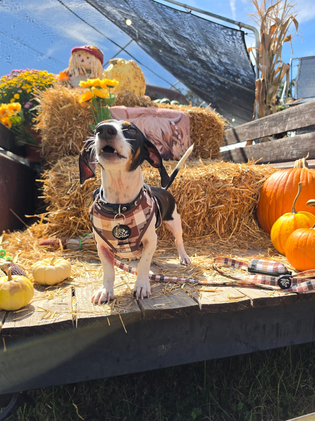 Adjustable Dachshund Harness - DOXIE PLAID