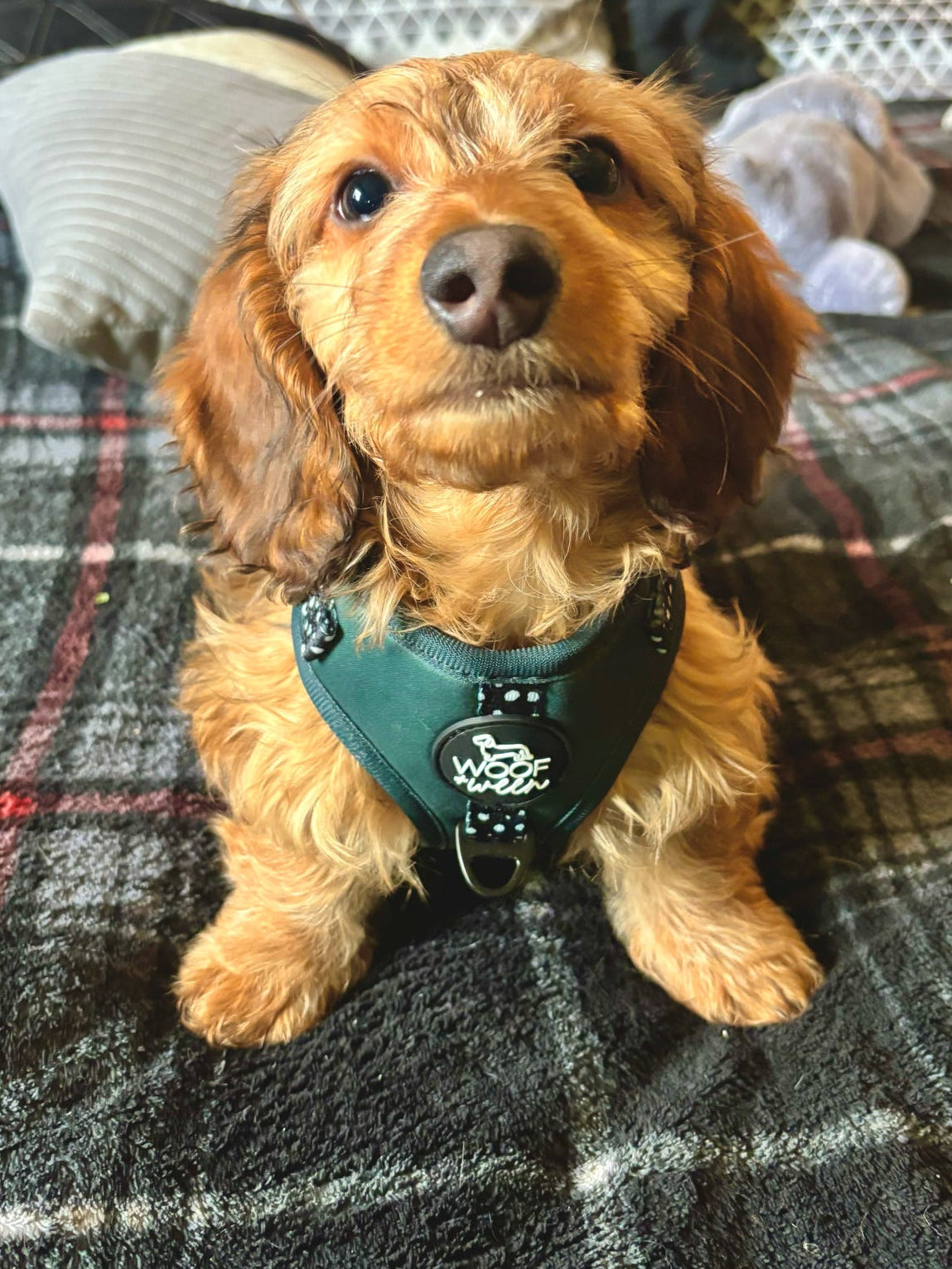 Adjustable Dog Harness - EVERGREEN POLKA DOT