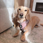Adjustable Dachshund Harness - Camel Doxies