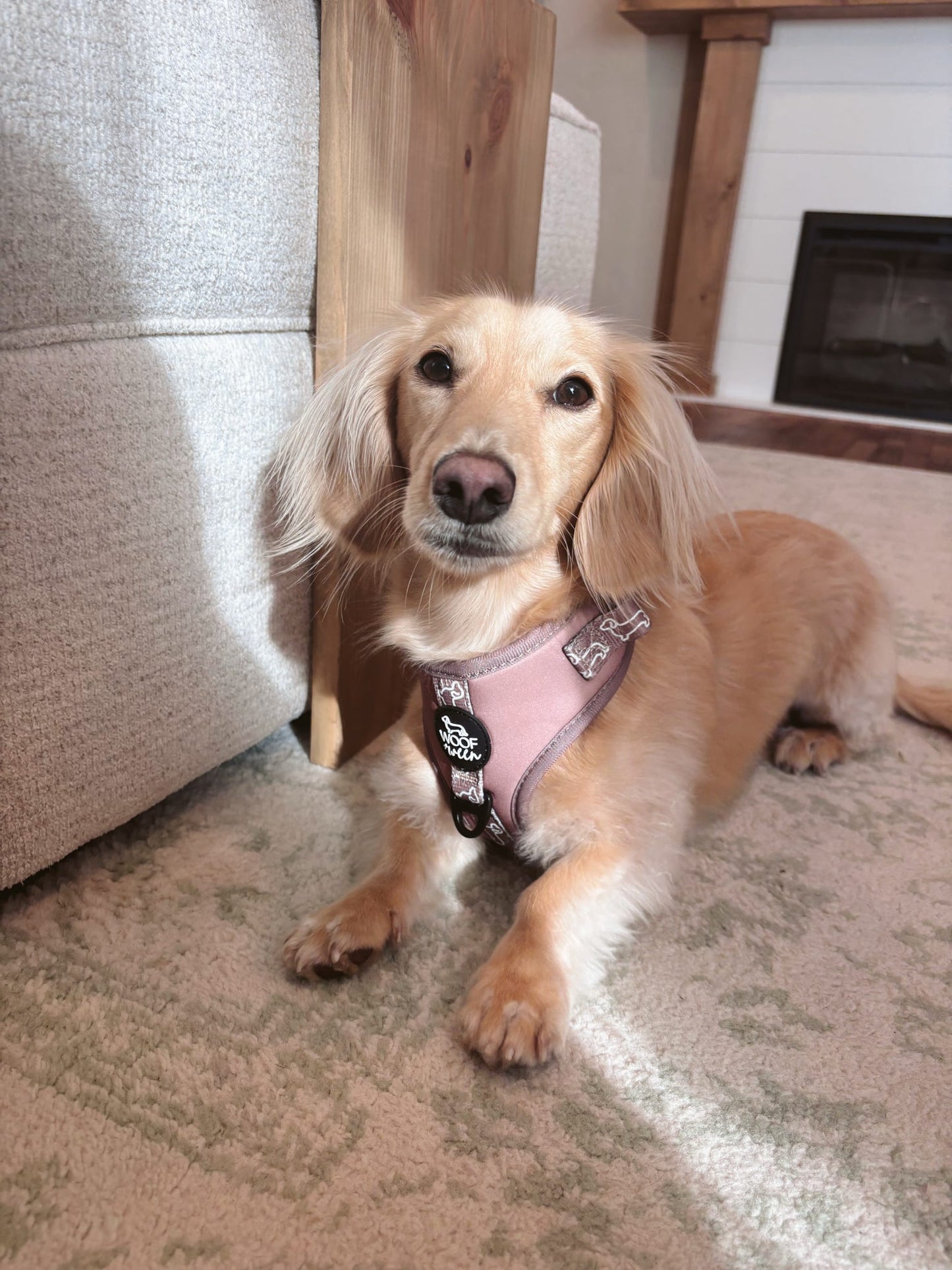 Adjustable Dachshund Harness - Camel Doxies
