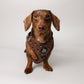 5-piece-bundle - DUCK HUNTING DOG