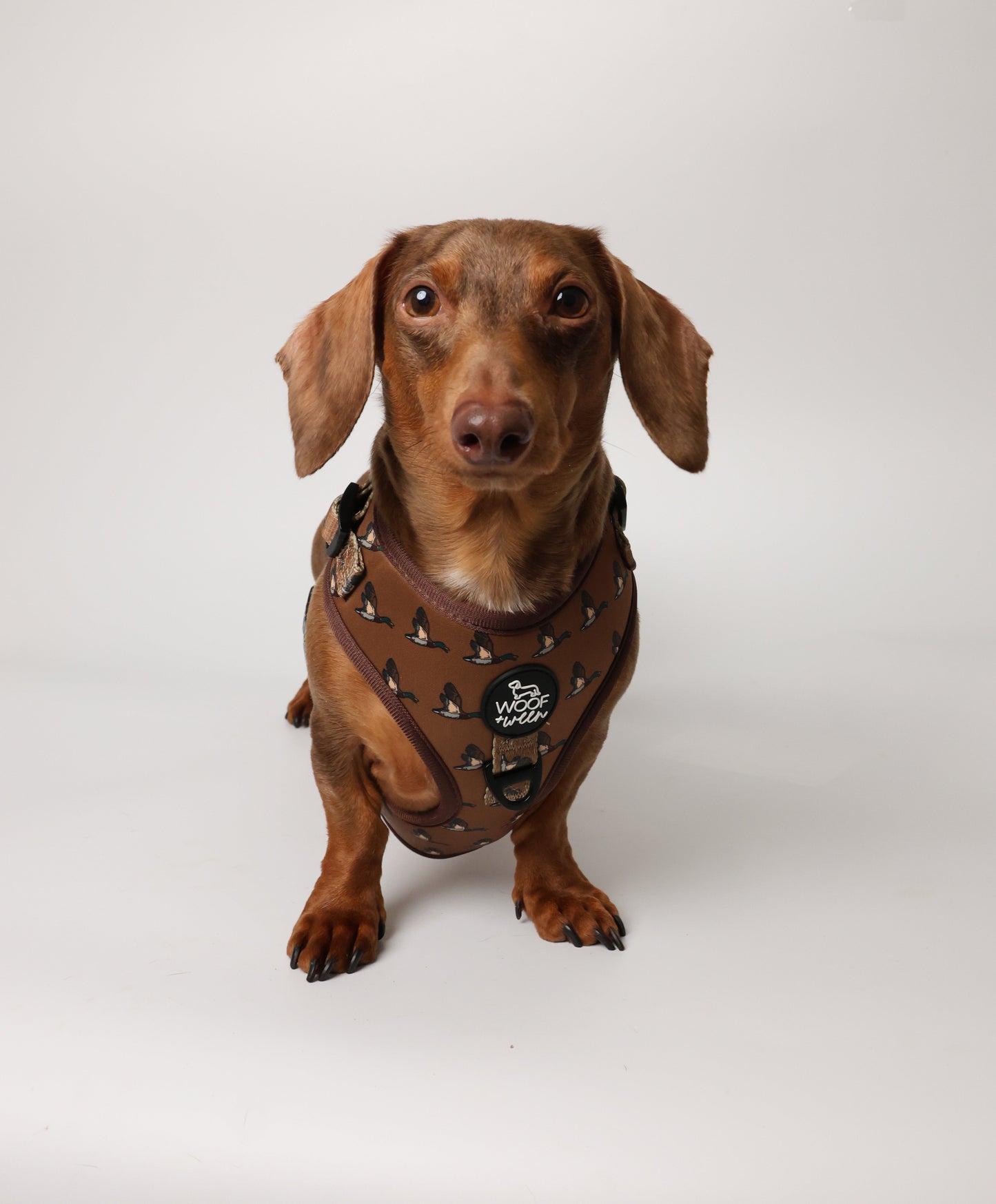 5-piece-bundle - DUCK HUNTING DOG