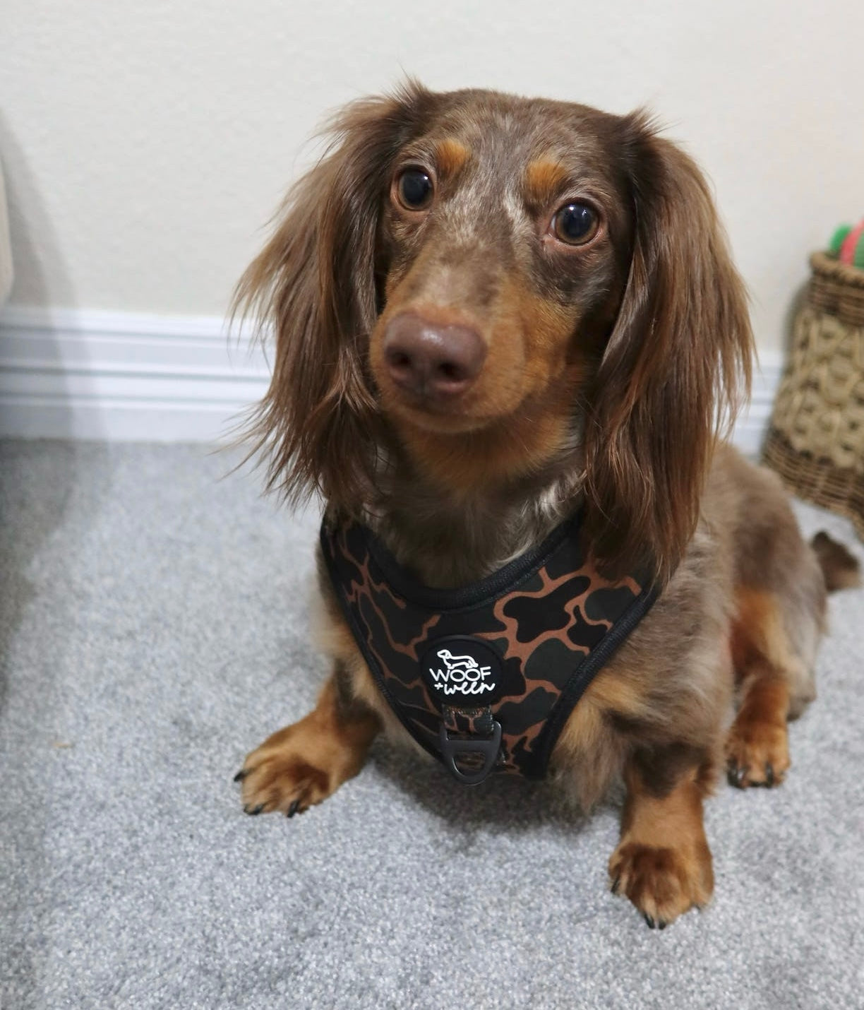 Adjustable Dog Harness - BLACK DUCK CAMO