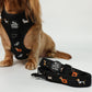 Halloweenie Doxies dachshund Halloween leash lifestyle photo black knit embroidered