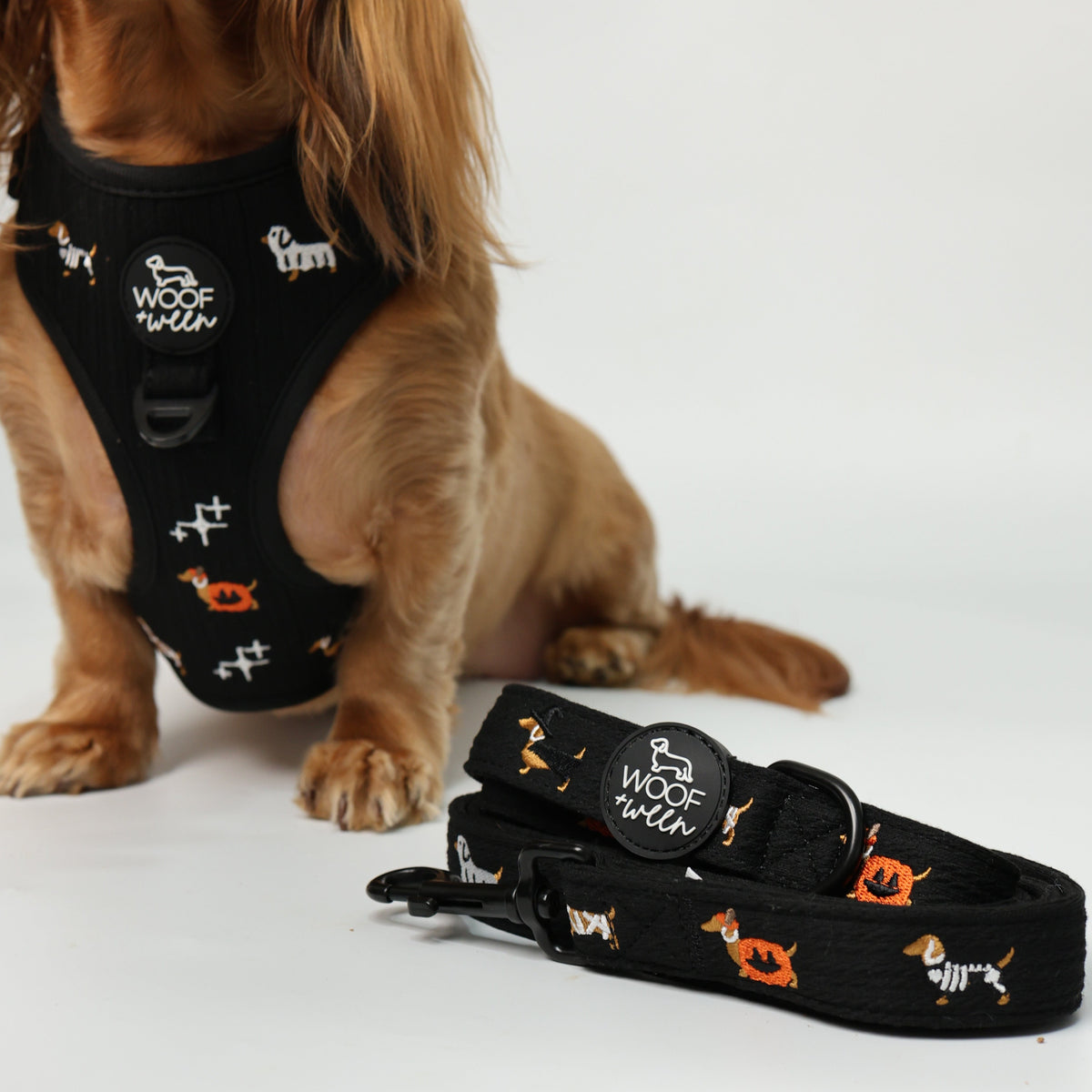 Halloweenie Doxies dachshund Halloween leash lifestyle photo black knit embroidered